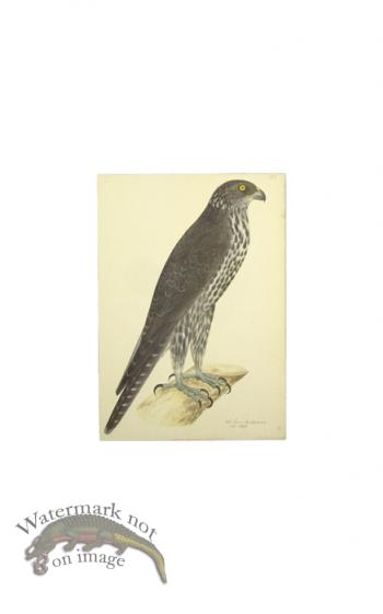 GYR FALCON . PL 13